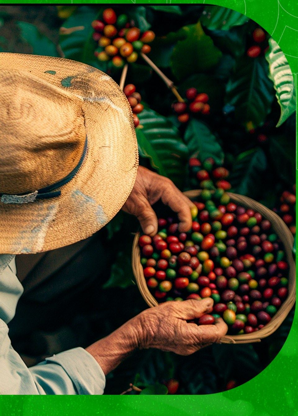 Colheita de café - WSEG certificação agrícola